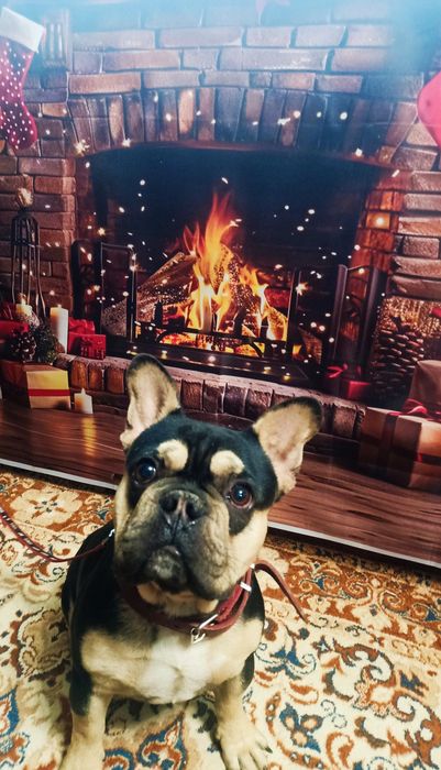 Кобель супер на вязку