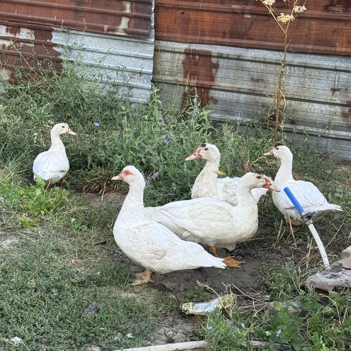 Срочно продам семью индоуток