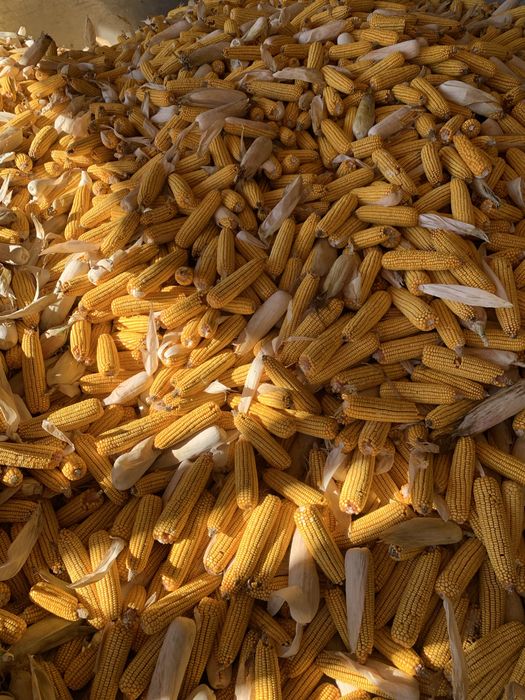 Vând porumb boabe si stiulete