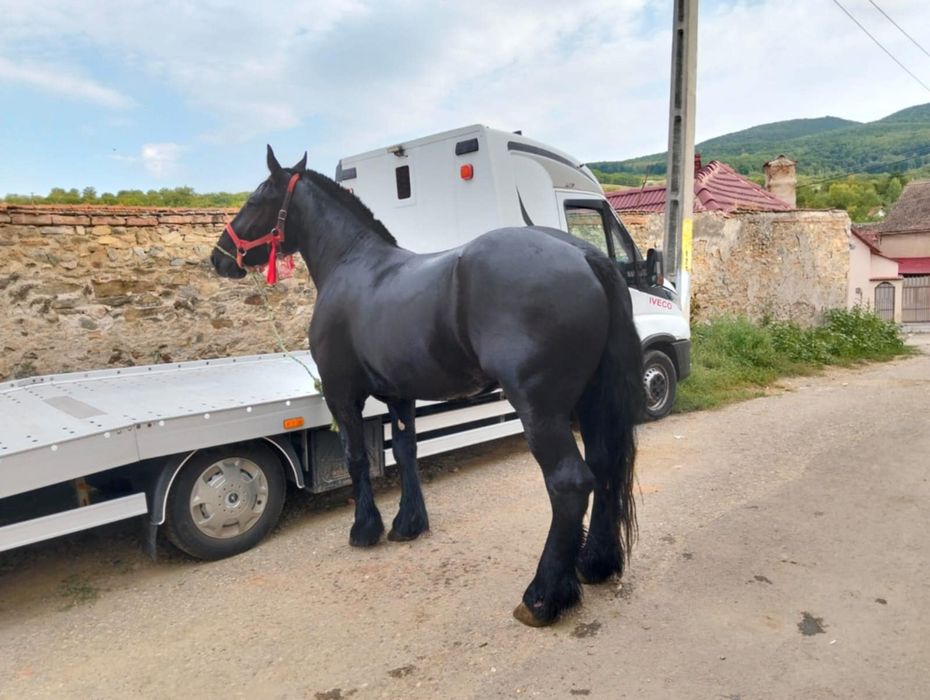 Vând mânză de 3 ani gestanta 3 luni  cu ecograf rasa contoi
Gestanta î