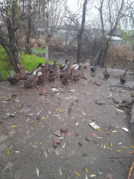 Vand rate rouen crescute in curte