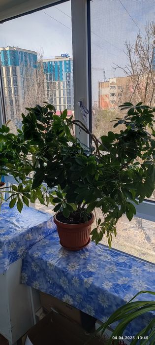 Шефлера , продам!