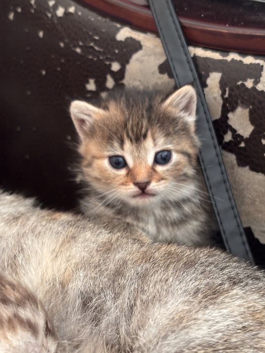 Отдам котят в добрые руки