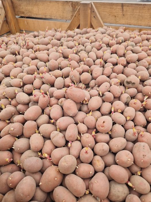 Cartofi de sământă belarosa cat A