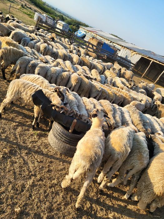 Vând miei 200 bucati