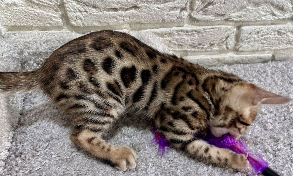 Продам бенгальского котенка!