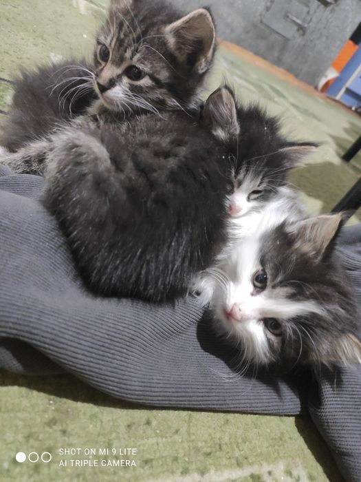 Котята бесплатно