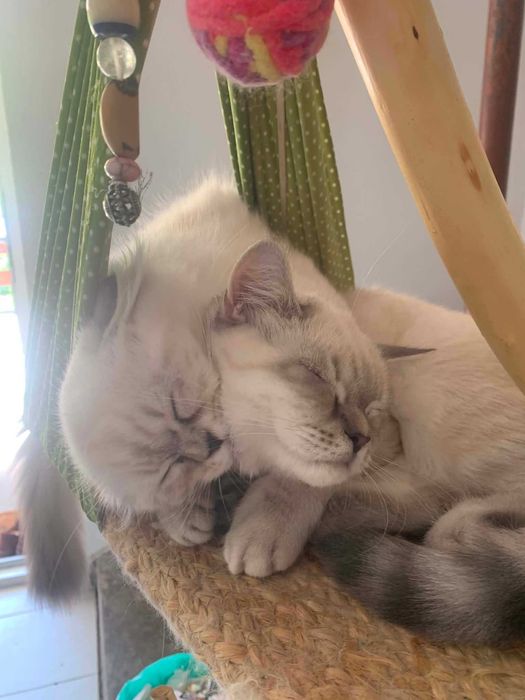 Шотлански котета