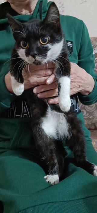 Отдам в добрые руки котёнка и молодых кошек