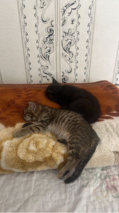 Котята 2 месеца