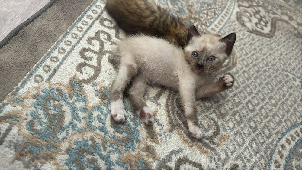 Милые котята только в добрые руки