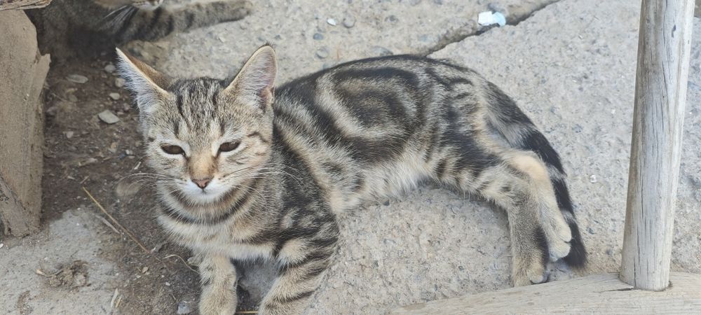 Котенок девочка(отдадим бесплатно)