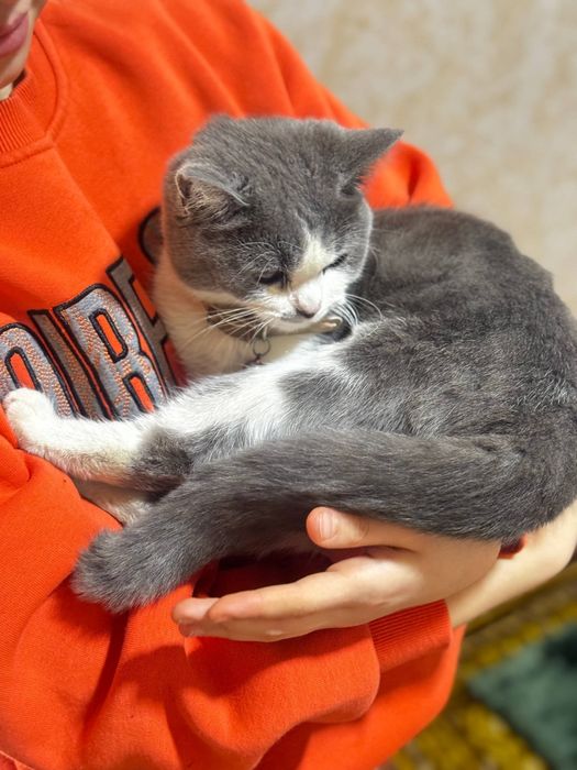 Scottish strayt zotli mushuk