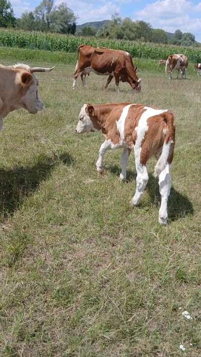 Vand vaca buna de lapte de 6 ani cu vitea de 150kg