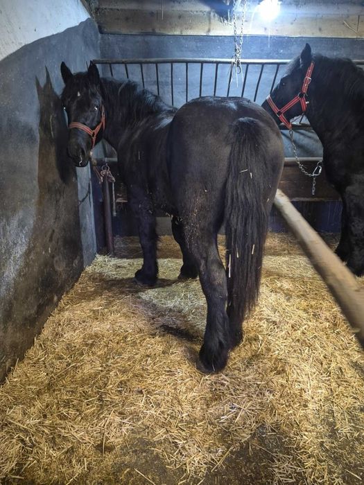 Vând 2 mânji de 2 ani la primavară