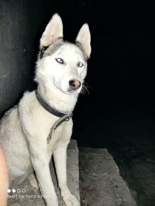 Продается сабака