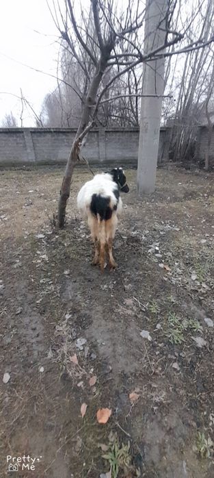 Gunojin sotladi  soglom