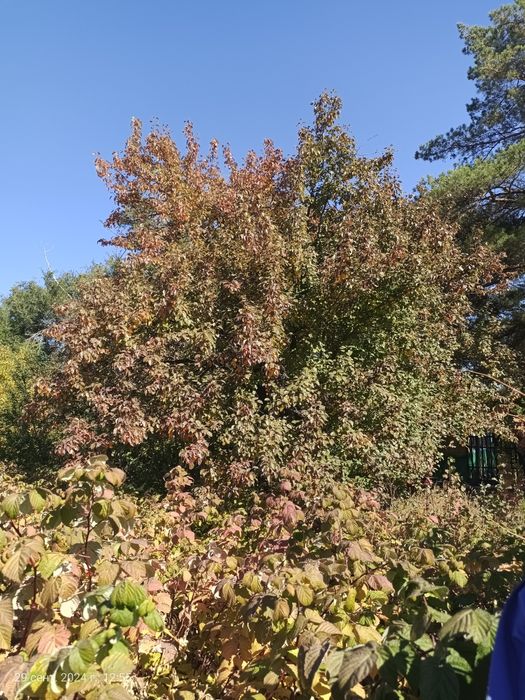 Продам дачу в 22 коллективе