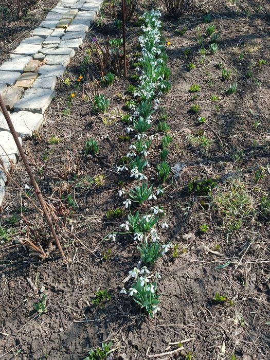 Продам цветы Подснежники (Галантус)