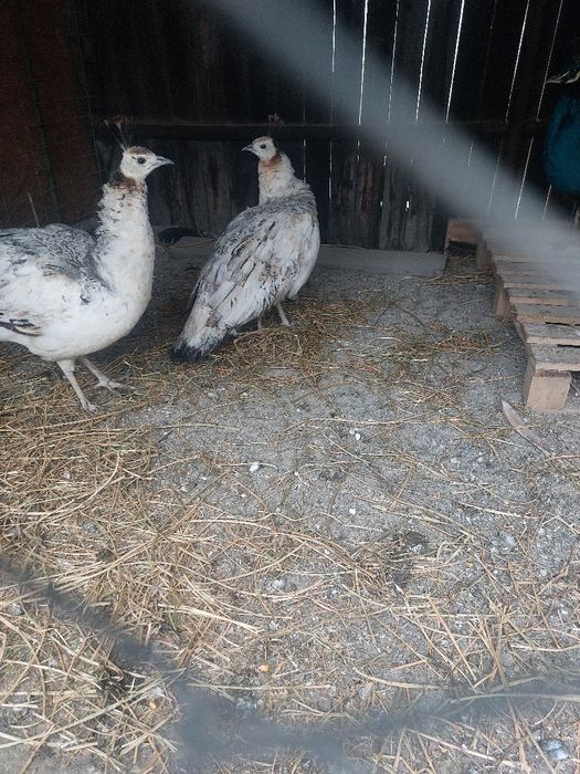 Vând pauni maturi și pui