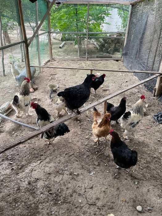 Tovuq va xôrozlar sotiladi