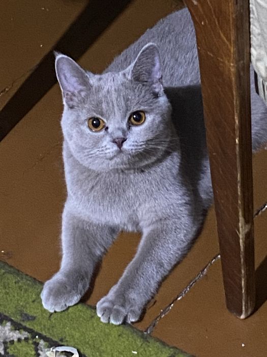 Отдам в добрые руки кошек