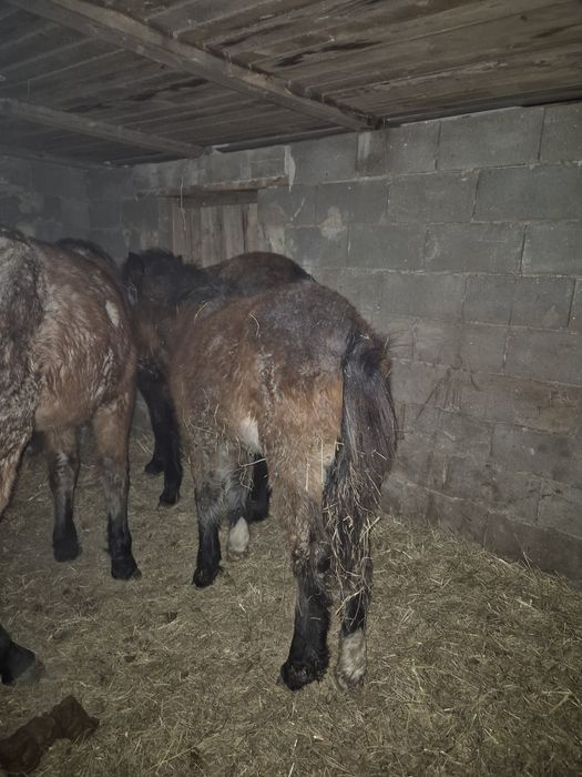 Продам жеребенка 5 ай