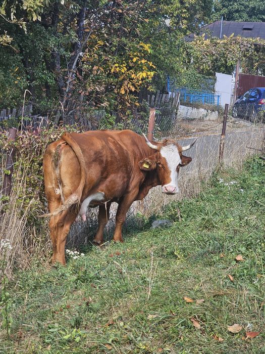 Vaca la a 3a fătare