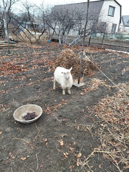 Продам Козы!! Цена договоримся