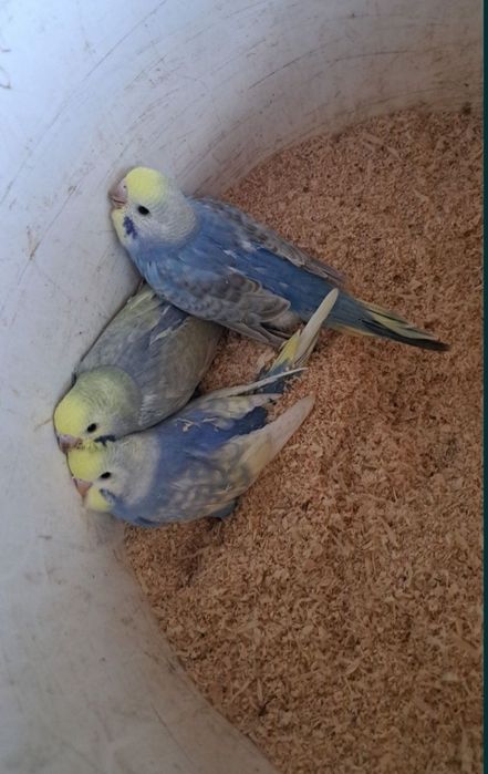 Papagali peruș, agapornis,Micul Alexander