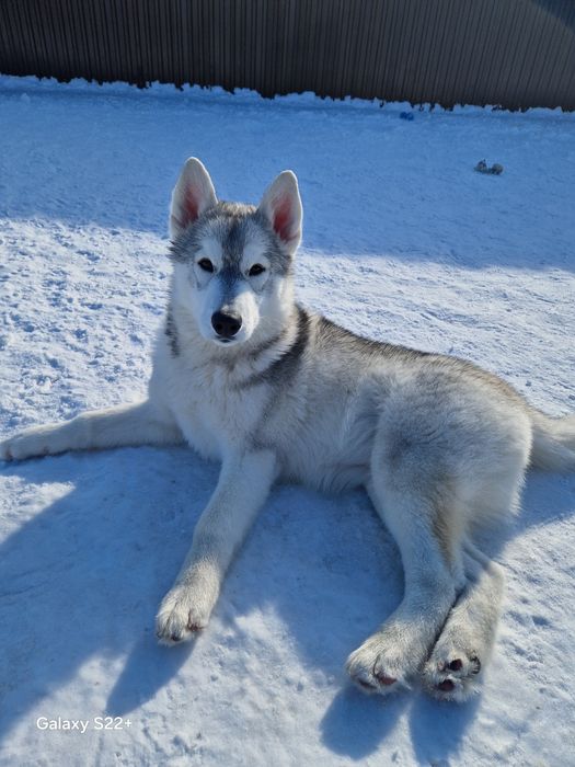 Красавица малышка от Чемпионов!