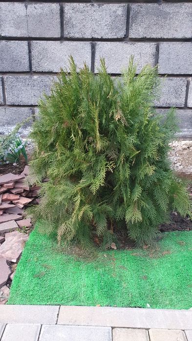 Продам дерево бересклет