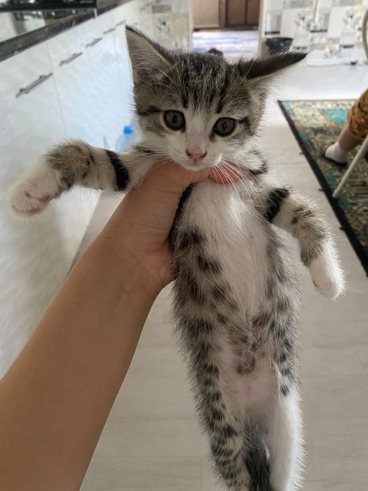 Дарю котенка 2мес мальчик
