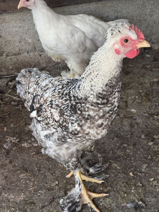 Cocosei brahma si cocosei de tara