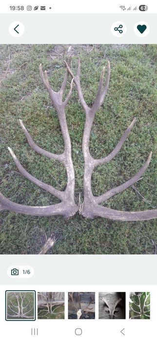Vand trofee+coarne carpatin,lopatar,caprior,capra neagra,berbec.8 poze