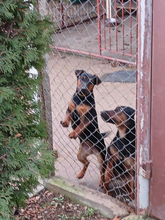 Немски ловен териер - чистокръвно