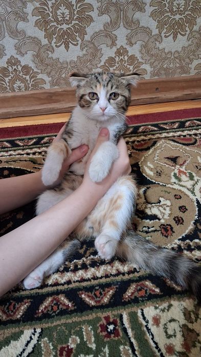 Мушук боласи  клоги кийшик