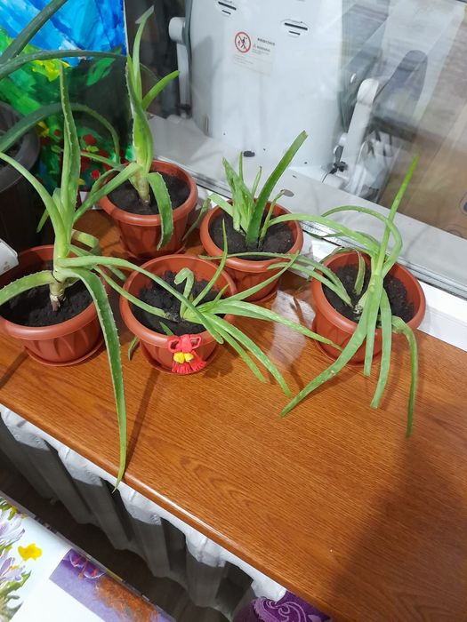 Продам Алоэ Вера.