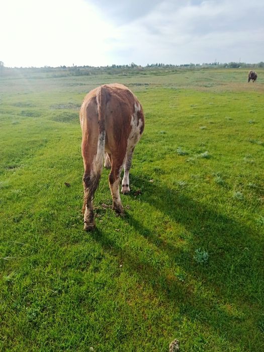 Сименталь сиыры сатылады