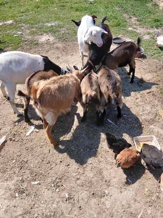Capre bune de lapte cu iezi.doi tapi si doua iedute
