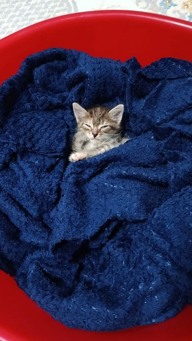 Котенок бесплатно