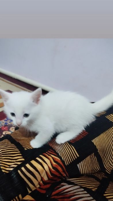 Appaq pıshıqlar besew. Úshewi bala ekewi qız