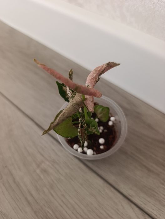 Сингониум Ролли.