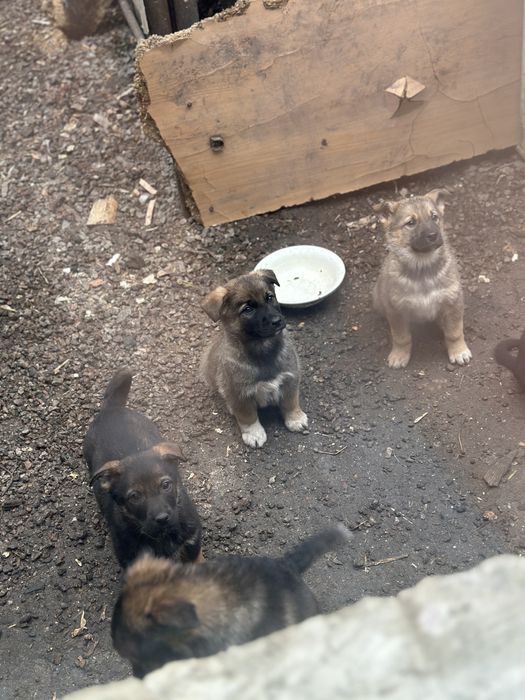 Отдам щенков в добрые руки