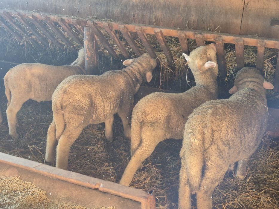 Mielute si berbecuti merinos de palas