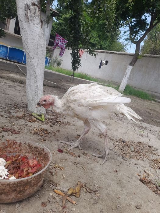 Quli quli sotiladi soni 1ta