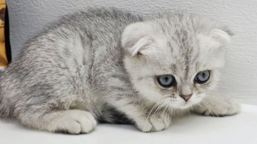 Котята  шотландские висЛоуХие и ПряМоуХие