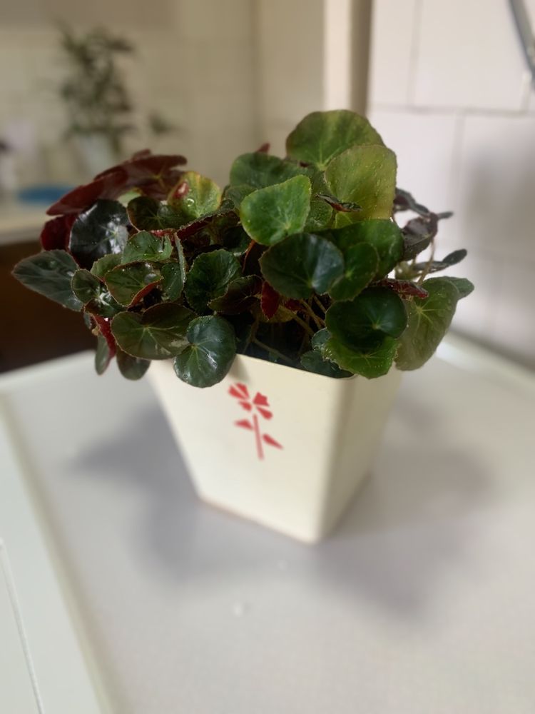 Бегония краснолистная (Фиста) Begonia erythrophylla /feastii