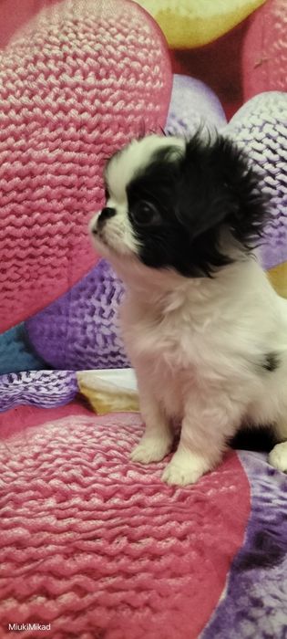 Девочка японского хина.