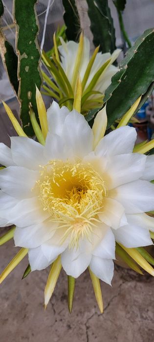 Питахайя / драконий фрукт